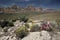 Blooming Engelmann`s Hedgehog Cactus and Whitestem Paper Flowers, Nevada