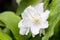 Blooming English dogwood, beautiful delicate white flowers, close-up. Philadelphus coronarius macro petals and stamens