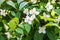 Blooming English dogwood shrub grows in spring garden