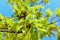 Blooming English oak Quercus robur with small young leaves in a sunny day