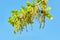 Blooming English oak Quercus robur with small young leaves in a sunny day