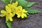 Blooming Eranthis hyemalis on wooden background with copy space.Winter aconite.First spring flowers.