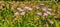 Blooming erigeron in a flower bed.The background is blurry.