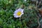 Blooming Erigeron vagus