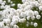 Blooming Eriophorum in the tundra