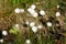 Blooming Eriophorum vaginatum flower