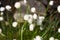 Blooming Eriophorum vaginatum flower