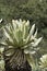 Blooming espeletia plant in the paramo