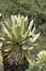 Blooming espeletia plant in the paramo