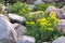 Blooming euphorbia cypress and other flowers in a small rockery in the summer garden