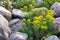 Blooming euphorbia cypress and other flowers in a small rockery in the summer garden