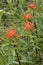 Blooming Euphorbia griffithii Fireglow plants in a garden