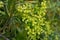 Blooming Euphorbia regis-jubae