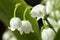 Blooming European lily of the valley flowers