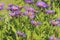 Blooming European Michaelmas Daisy