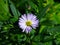 Blooming European Michaelmas Daisy or Aster amellus flower at flowerbed macro, selective focus, shallow DOF