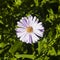 Blooming European Michaelmas Daisy, Aster amellus, at flowerbed, flower macro, selective focus, shallow DOF