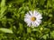 Blooming European Michaelmas Daisy, Aster amellus, at flowerbed, flower macro, selective focus, shallow DOF
