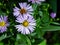 Blooming European Michaelmas Daisy or Aster amellus at flowerbed flowers macro, selective focus, shallow DOF