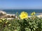 Blooming evening primrose lat.- oenothera against the sea