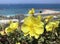 Blooming evening primrose lat.- oenothera against the sea