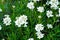 Blooming evergreen candytuft in the garden bed. Iberis sempervirens.