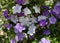 Blooming evergreen shrub Brunfelsia oligoflora lat. - Brunfelsia pauciflora