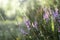 Blooming evergreen shrub heather in autumn in September in the forest