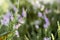 Blooming evergreen shrub heather in autumn in September in the forest