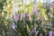 Blooming evergreen shrub heather in autumn in September, in the forest in the early morning in the sun