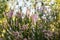 Blooming evergreen shrub heather in autumn in September, in the forest in the early morning in the sun