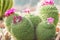 Blooming exotic cacti on window sill in a sunny day