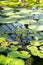 Blooming exotic water lily. Tropical aquatic plants floating in greenhouse