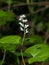 Blooming False lily of the valey, maianthemum bifolium, flowers and leaves, close-up, selective focus, shallow DOF