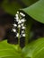 Blooming False lily of the valey, maianthemum bifolium, flowers and leaves, close-up, selective focus, shallow DOF