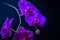 Blooming fantastic purple orchid flower, phalaenopsis on black b