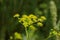 Blooming fennel