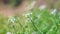 Blooming fennel and arugula on blurred background