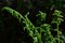 Blooming fern on a dark background in the forest. The concept of unity with nature, peace. Monitoring the growth of fern