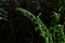 Blooming fern on a dark background in the forest. The concept of unity with nature, peace. Monitoring the growth of fern