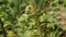 Blooming fern on a field in spring