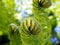 Blooming fern heads close-up on a background of flower beds with blue flowers in blur. The stems and leaves of the plant. Bright