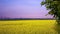 Blooming field of canola flowers at the pink sunset. countryside landscape