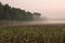 Blooming field and forest in the fog in the early morning. Wild nature.