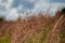 Blooming field grass against the blue sky. Green field. Fragrant ear and meadow bluegrass close-up