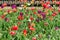 Blooming field of multicolored tulips. Flowering spring garden. Natural background