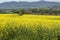 Blooming field rapeseed