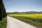 Blooming field rapeseed