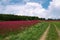 Blooming field before storm