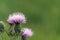 Blooming Field Thistle with Green Space